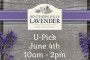 U-pick Lavender ~ June 4th